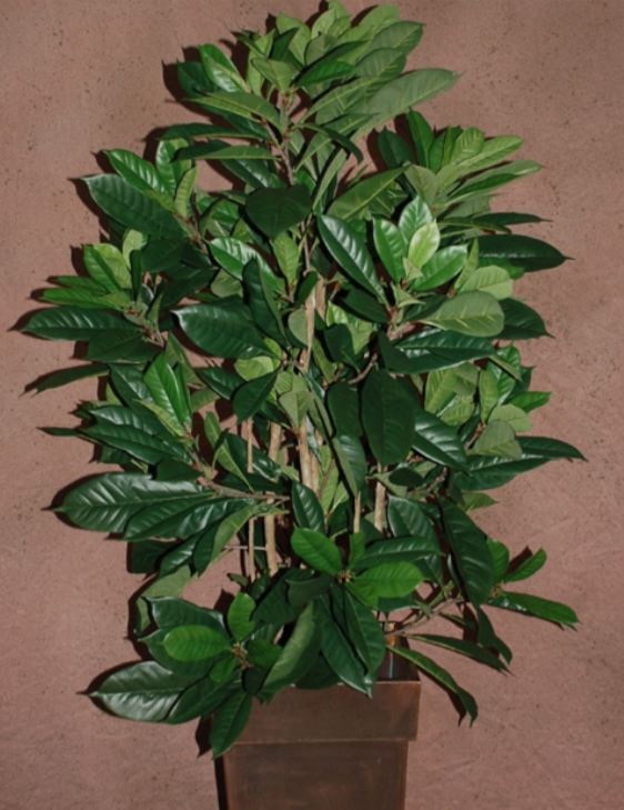 Ficus Fig